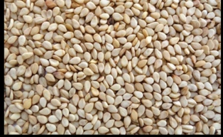 Natural white sesame seeds